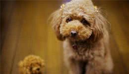 有这5种异常行为的贵宾犬，说明你忽视了它，让它很伤心