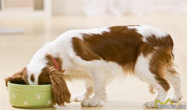 狗狗牙齿保健不可不知?!