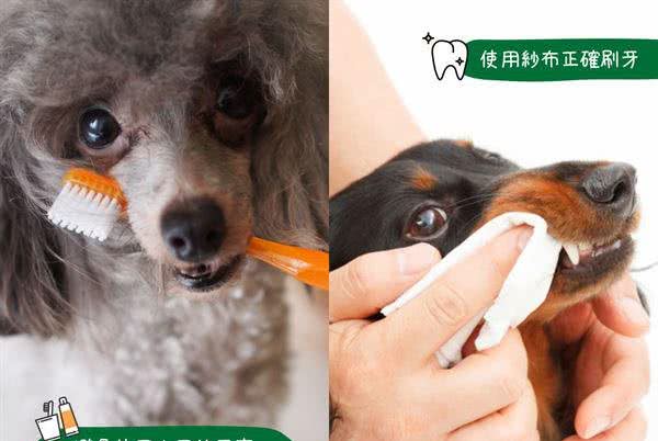 狗狗牙齿保健不可不知?!