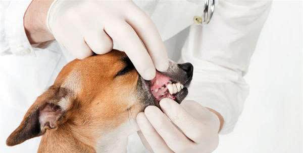 狗狗牙齿保健不可不知?!