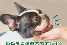 狗狗牙齿保健不可不知?!