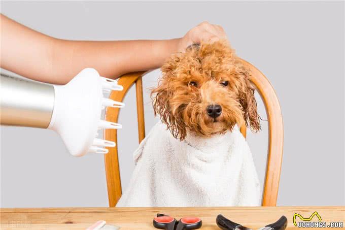 宠物托运回家|手把手教你一步一步托运宠物