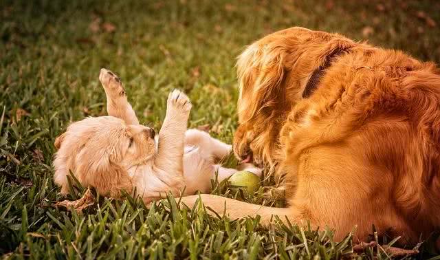 金毛幼犬训练几点建议捡屎官值得看看
