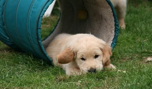 金毛幼犬训练几点建议捡屎官值得看看