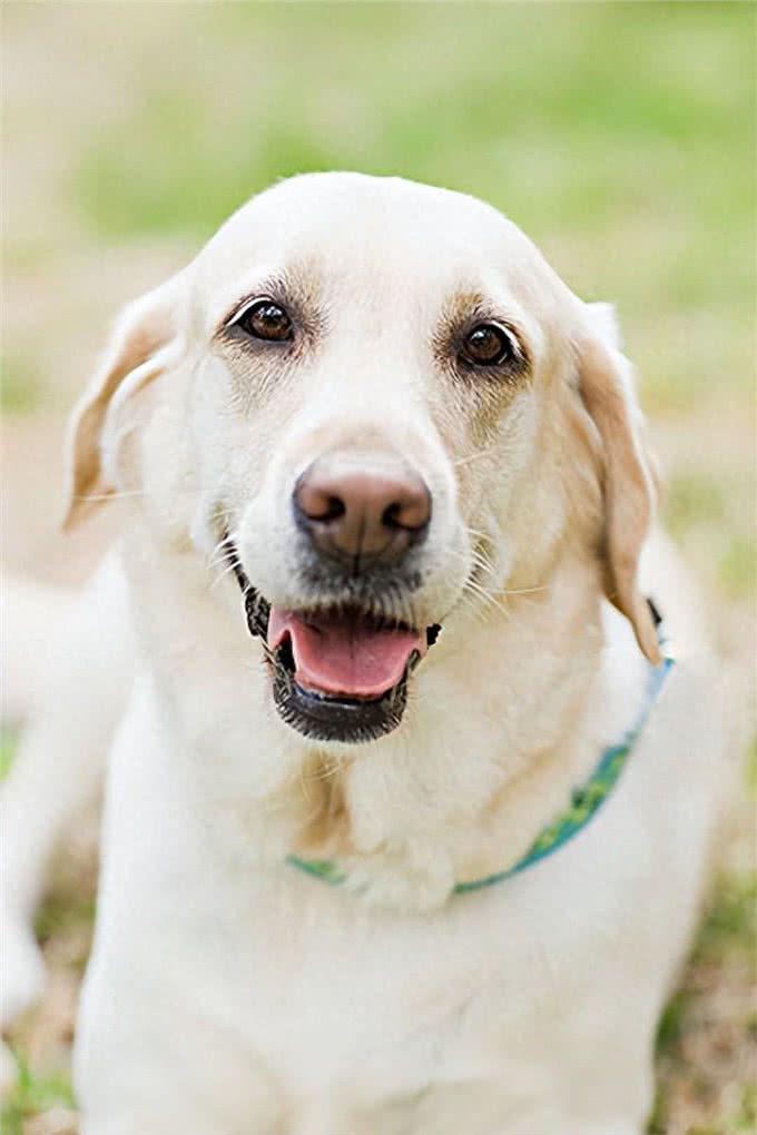 怀孕的狗狗:爱的奇迹与呵护的使命