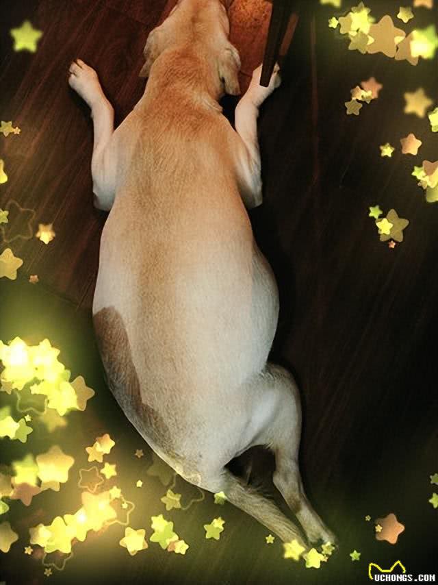 怀孕的狗狗:爱的奇迹与呵护的使命