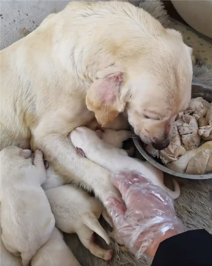 怀孕的狗狗:爱的奇迹与呵护的使命