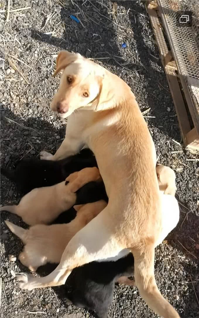 怀孕的狗狗:爱的奇迹与呵护的使命