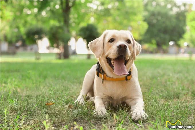 怀孕的狗狗:爱的奇迹与呵护的使命