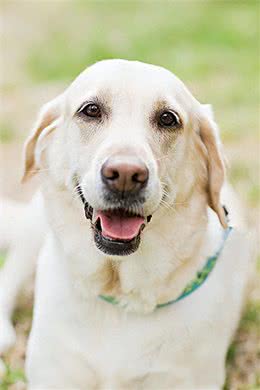 怀孕的狗狗:爱的奇迹与呵护的使命