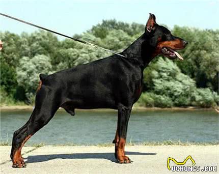 怎么选购杜宾犬?杜宾犬多少钱一只?