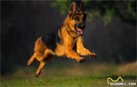 粗犷与高贵并存—德国牧羊犬