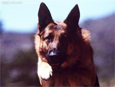 粗犷与高贵并存—德国牧羊犬