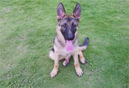 粗犷与高贵并存—德国牧羊犬