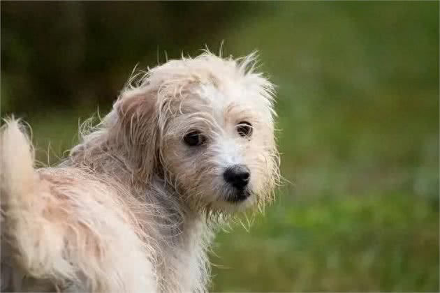 狗狗遛弯时的回头,不只是依赖,还有这些你不知道的小心思!