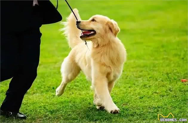 狗狗遛弯时的回头,不只是依赖,还有这些你不知道的小心思!