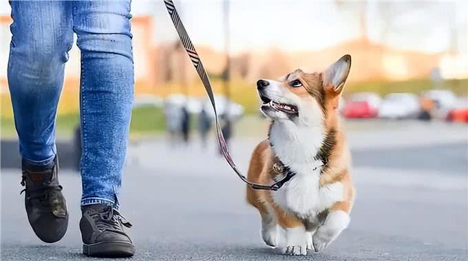 狗狗遛弯时的回头,不只是依赖,还有这些你不知道的小心思!