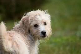 狗狗遛弯时的回头，不只是依赖，还有这些你不知道的小心思!