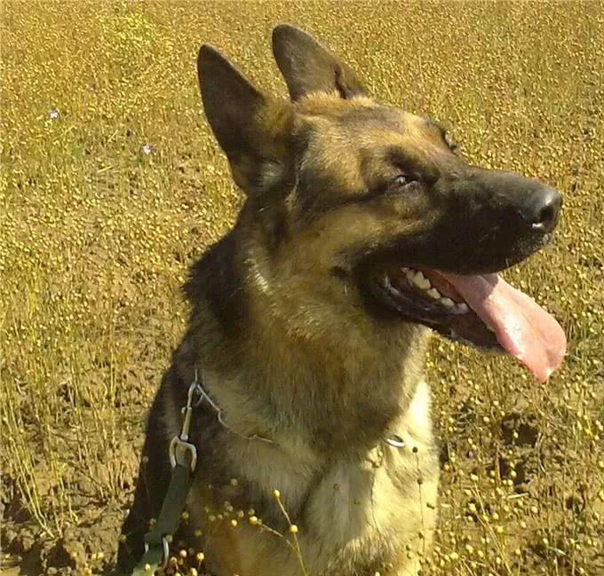 中国第一种民间培育的警犬:狼青比德牧还强悍