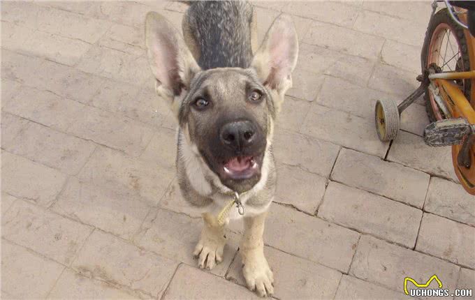 中国第一种民间培育的警犬:狼青比德牧还强悍