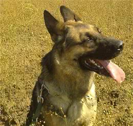 中国第一种民间培育的警犬:狼青比德牧还强悍