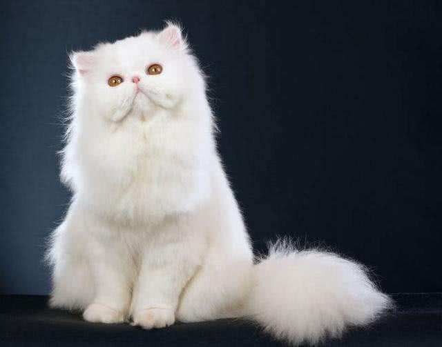 波斯猫的毛发粗糙，铲屎官不要慌，这些办法能解决