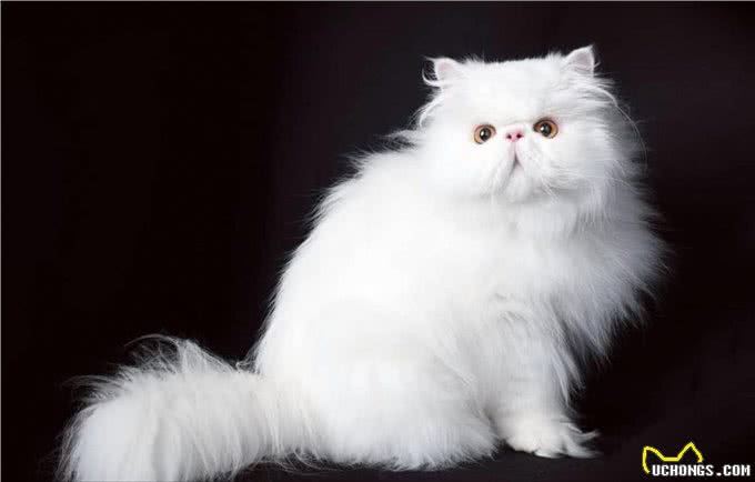 波斯猫的毛发粗糙，铲屎官不要慌，这些办法能解决