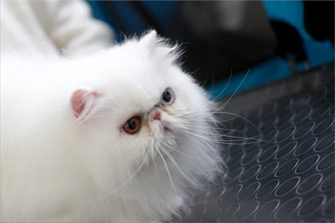 波斯猫的毛发粗糙，铲屎官不要慌，这些办法能解决