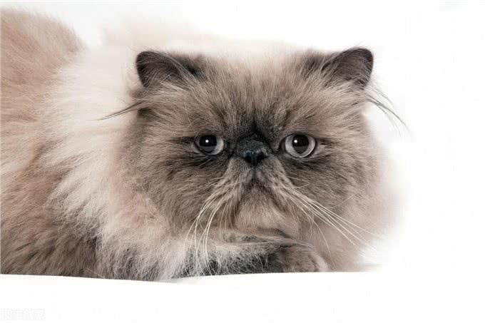 波斯猫的毛发粗糙，铲屎官不要慌，这些办法能解决