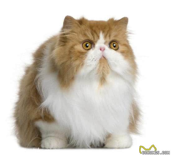 波斯猫的毛发粗糙，铲屎官不要慌，这些办法能解决