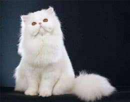 波斯猫的毛发粗糙，铲屎官不要慌，这些办法能解决