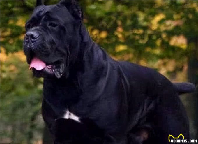 虽然它们长相凶猛,但都是忠犬,这6种狗值得养