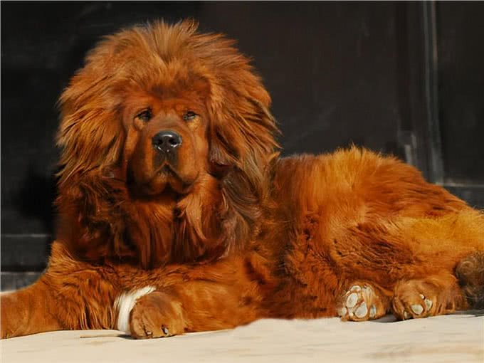 虽然它们长相凶猛,但都是忠犬,这6种狗值得养