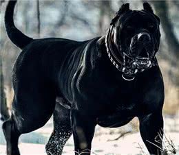 虽然它们长相凶猛，但都是忠犬，这6种狗值得养