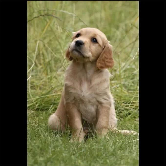 狗狗与人类的感情