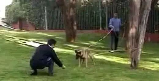 锋哥的初心宠物课堂:训练让狗狗只吃你给的食物?找我们学!