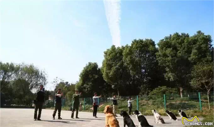 锋哥的初心宠物课堂:训练让狗狗只吃你给的食物?找我们学!