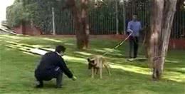 锋哥的初心宠物课堂:训练让狗狗只吃你给的食物?找我们学!