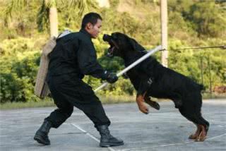 全球六大护卫犬，谁是护卫犬之王?