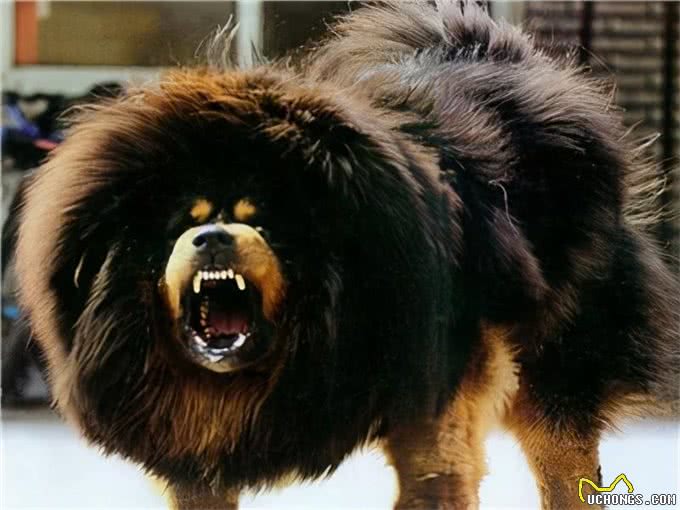 全球六大护卫犬，谁是护卫犬之王?