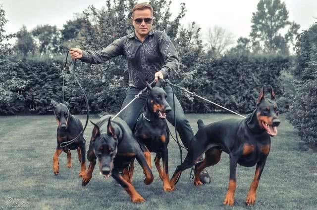 全球六大护卫犬，谁是护卫犬之王?