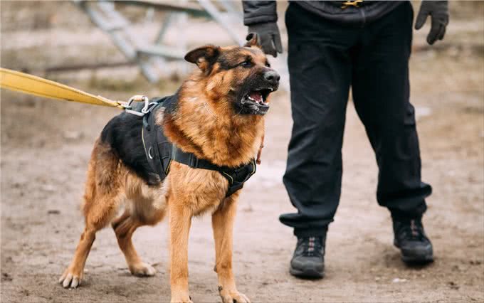 全球六大护卫犬，谁是护卫犬之王?