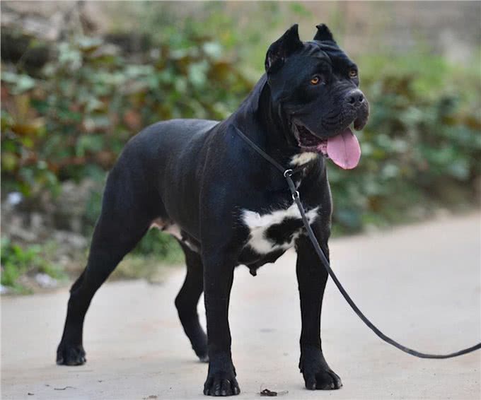 全球六大护卫犬，谁是护卫犬之王?