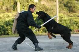 全球六大护卫犬，谁是护卫犬之王?