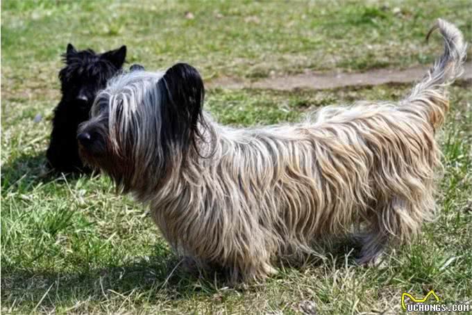 请不要忘记我,面临濒临灭绝的狗狗们