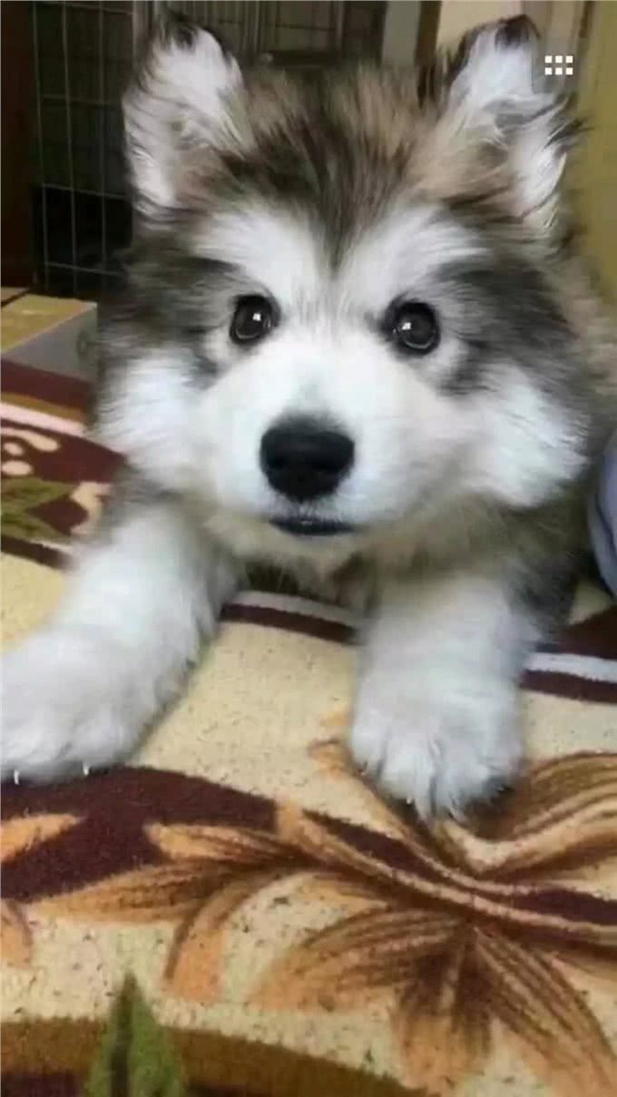 犬种百科之阿拉斯加犬