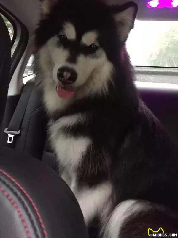 犬种百科之阿拉斯加犬