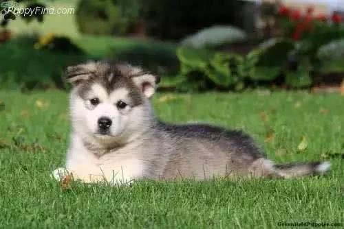 犬种百科之阿拉斯加犬