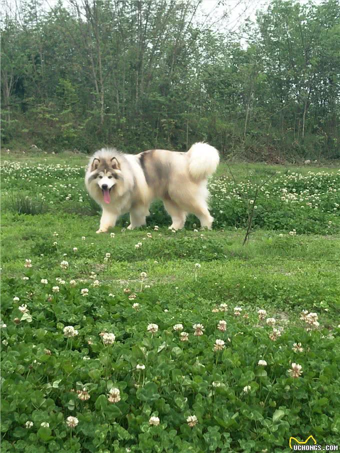 犬种百科之阿拉斯加犬