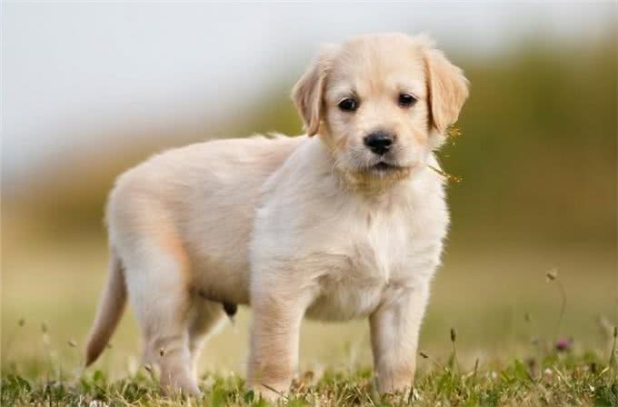 幼崽小金毛要每个月驱虫嘛